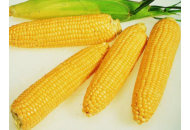 Діадема - кукурудза, 80 000 насінь, Євраліс фото, цiна